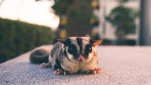 5 Common Sugar Glider Diseases