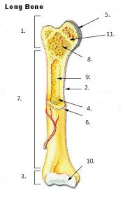 Red bone marrow fills the spaces between the spongy bone in some long bones. Drhs Anatomy Long Bone Labeling Diagram Quizlet