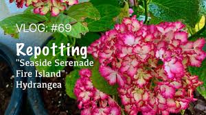 It grows at a fast rate, and under ideal conditions can be expected to live for approximately 20 years. How To Repot Rare Seaside Serenade Fire Island Hydrangea Diy Few Easy Steps To Know Youtube