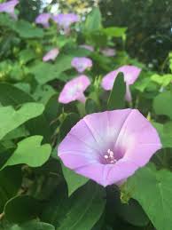 Image result for Ipomoea venosa