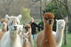 Joseph schwartz died in the 11 a.m. Harley Hill Farm Llc Is An Alpaca Farm Located In Quakertown Pennsylvania Owned By Bill Lori Oraschin An Alpaca Farm Openherd