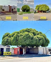 Image result for ficus benjamina en casa