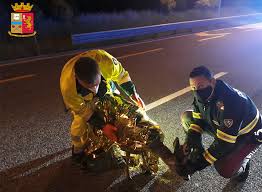 La scena dell'incidente in a14. Salvato Un Capriolo Investito In A4 Il Friuli