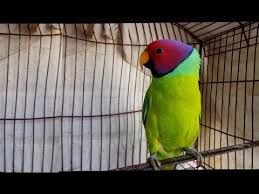 Talking Plum Headed Parrot Talking Parrot Talking Parakeet Tamed Parrot Youtube Parrot for sale in pakistan. talking plum headed parrot talking parrot talking parakeet tamed parrot