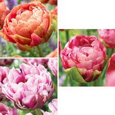 Pin By Sylvia Combs On I Want A Garden Bulb Flowers Flowers Perennials Flower Garden