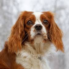 Cavalier king charles spaniel is one of the most photogenic, affectionate, pleasant & playful dog. King Charles Spaniel Breed Information Characteristics Heath Problems Dogzone Com