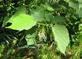 Image result for Alangium chinense