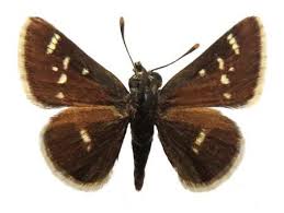 Image result for Triumfetta setulosa