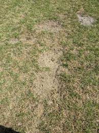 Overseeding will help fill in bare spots, establish improved grass varieties, enhance the color of the lawn, and leave little room for weeds to grow. Is It Too Late To Overseed In Nothern Ohio The Lawn Forum