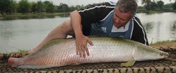 Ne dépend que de la personne de leur avenir plus. Troisieme Journee Mission Pirarucu Big Pike Fishing Catch And Release