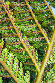 Image result for Cyathea mildbraedii