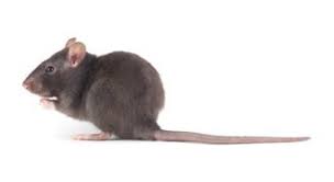 We have over 14 years experience, and have helped over 5,000 homeowners and businesses with rat extermination and other pest control. Rat Exterminators For Rat Control In Portland Vancouver Ecocare