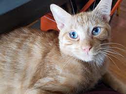 Orange Fur And Blue Eyes Think He Will Keep These Beautiful Blues He Is 8 Months Old 8 Month Olds Blue Olds