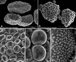 Image result for Euclasta condylotricha