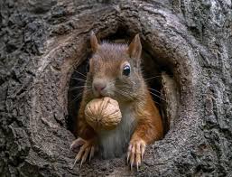 We did not find results for: 40 Best Squirrel Jokes That Are Just Nuts By Kidadl