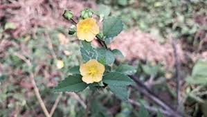 Image result for Sida veronicifolia