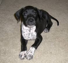 His famously spotted coat comes in two standard color types, including: Dalmatian Cupcakes Dalmatian Mix Lab Mix Puppies Dalmatian