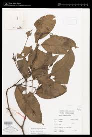 Image result for Hunteria congolana