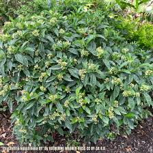 Image result for Psychotria mahonii