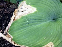 Hostas need even moisture, good soil, and root space. How To Fix Hosta Scorch And How To Prevent It World Of Garden Plants
