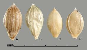 Image result for Urochloa panicoides