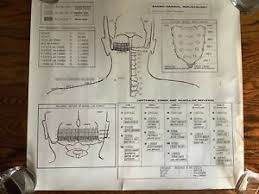 Details About Vintage Sacro Cranial Reflexology Chart Poster Leonard Allan Neuropath 22x20