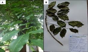 Image result for Zanha golungensis