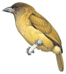 Image result for Sabicea bequaertii