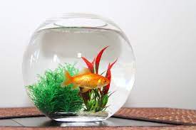 Can Goldfish Live In A Bowl