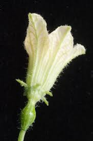 Image result for Coccinia rehmannii