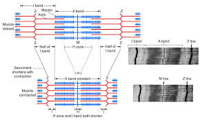 Contracting the core muscles using correct technique is essential to benefit from core strengthening exercises. Skeletal Muscle Physiology