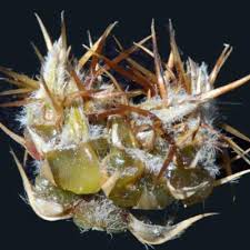 Image result for Cyathula orthacantha