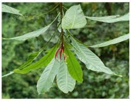 Image result for Actinodaphne