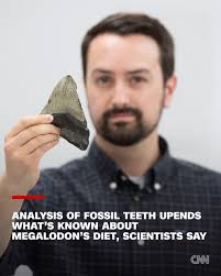 What scientists understand about the voracious feeding habits of the  colossal megalodon could be up for some revision. The prehistoric predator  that went extinct about 3.6 million years ago was not hunting