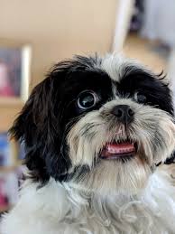 Siyah Maskeli Sevimli Kopek Shih Tzu Kopek Sevimli Kopekler