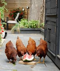 21 Positively Dreamy Chicken Coops Chickens Backyard Raising Chickens Chickens Roosters