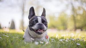 Eventually known as hooper's judge, this dog is in the lineage of nearly every boston terrier to date. Boston Terrier Mixes 20 Different Cross Breeds We Love