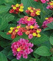 Lantana Anne Marie Lantana Bloom Flowers