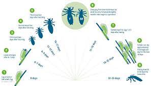 We did not find results for: Nit Picky Lice Removal Service Blog