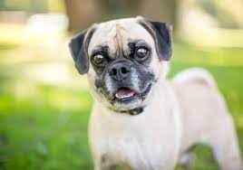 Ultimate Guide To Caring For My Puggle Trudog