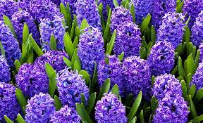 Maybe you would like to learn more about one of these? Blue Jacket Hyacinth Bulbs 8 Bulbs Walmart Com Walmart Com