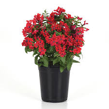 Image result for Cuphea