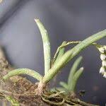 Image result for Bolusiella iridifolia
