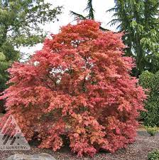 Foliage colour will eventually fade to mottled green. Acer Palmatum Shindeshojo From Nvk Nurseries