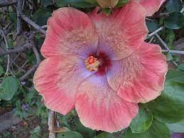 Hibiscus Hibiscus Hibiscus Plant Showy Flowers
