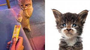 Funny Animals And Cute Pets Compilation 29 Funnyanimals Funnycats Funnydogs Cutecats Cutedogs Cutepets Cutea In 2020 Funny Animals Animals Funny Animal Videos