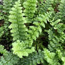 Image result for Dryopteris