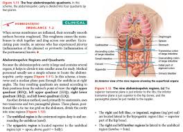 A short summary of this paper. Anatomy And Physiology Pdf Anatomy Drawing Diagram