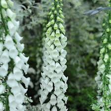 Image result for Digitalis purpurea alba/ red spots