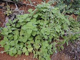 Image result for Plectranthus chimanimanensis